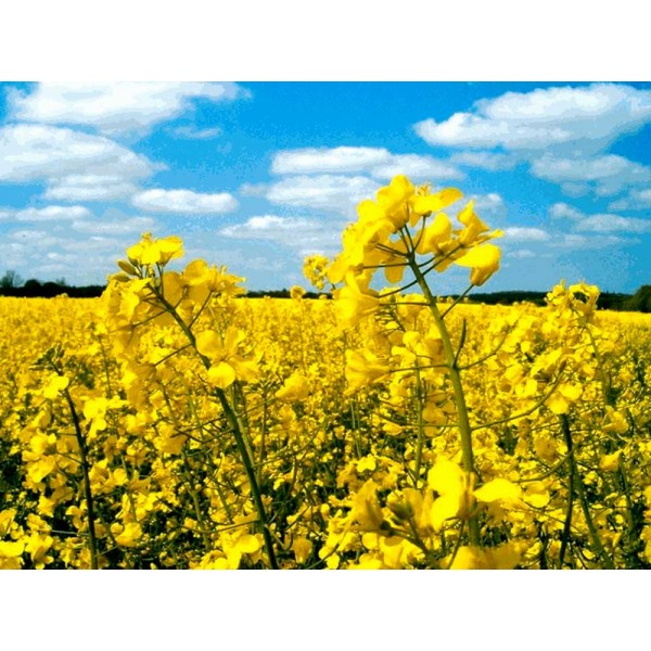 Насіння ріпаку Мерано