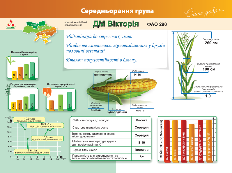 дм виктория описание кукурузы
