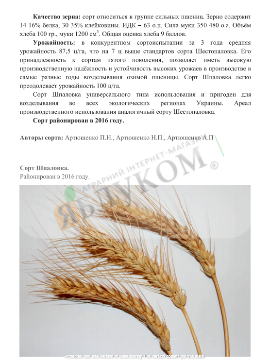 сорт шпаловка яблуком