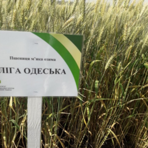 Семена озимой пшеницы Лига Одесская
